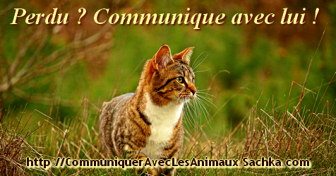 Communiquer avec un chat perdu, disparu ou qui a fugué