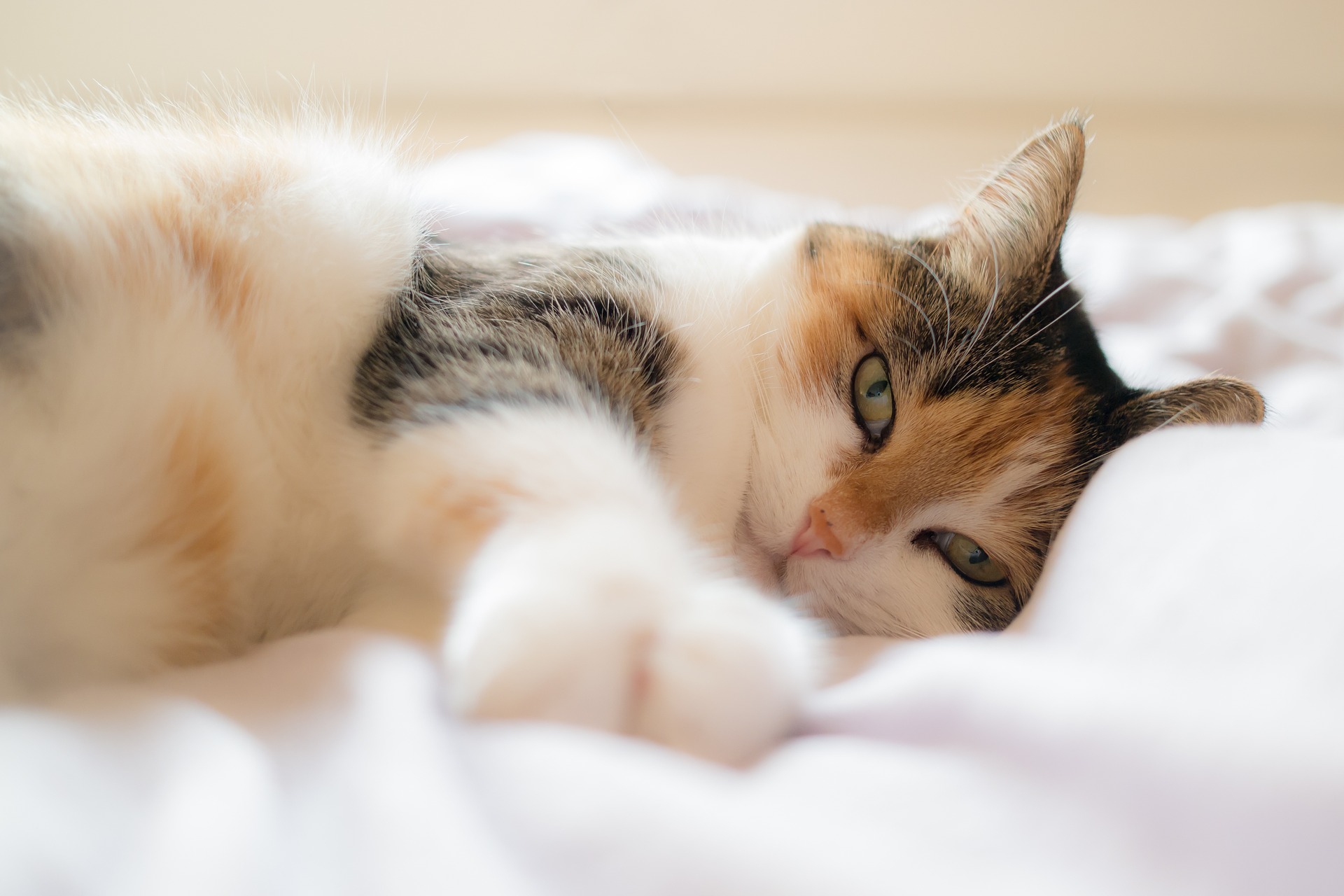 comment expliquer à un chat fait pipi dans la maison, sur le canapé et sur le lit