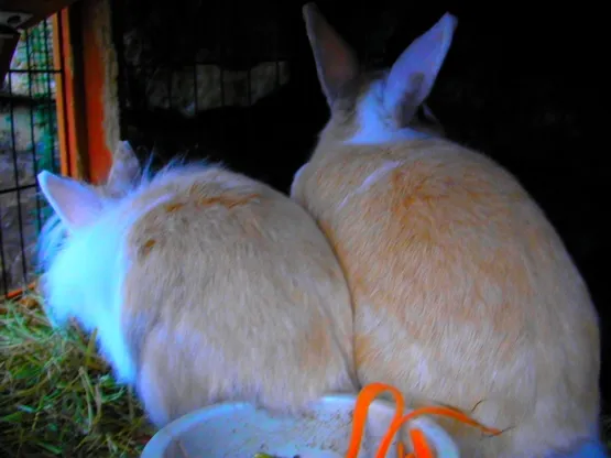 communiquer avec 2 lapins